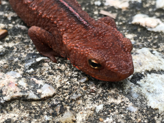 Paramesotriton hongkongensis