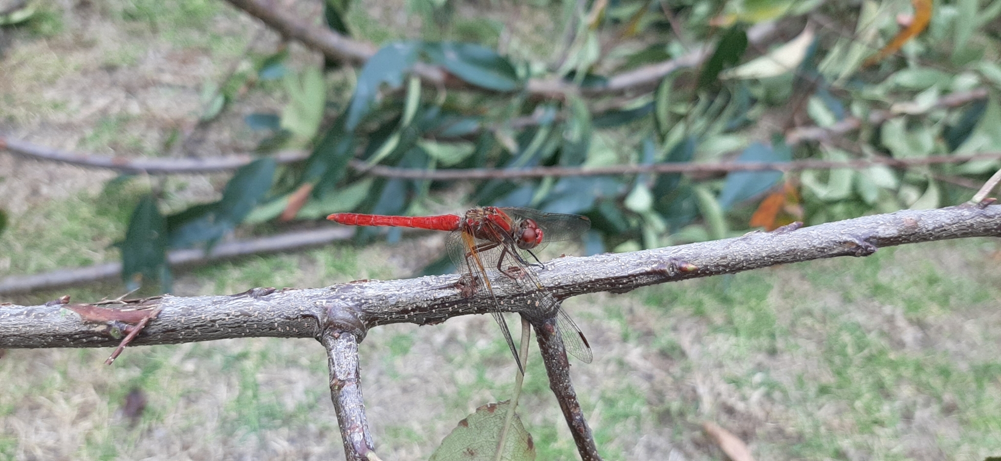 Sympetrum gilvum image