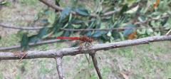 Sympetrum gilvum