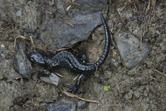 Salamandra atra