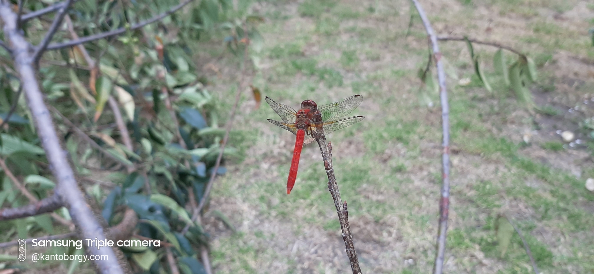 Sympetrum gilvum image