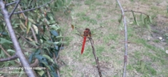 Sympetrum gilvum