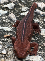 Paramesotriton hongkongensis