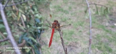 Sympetrum gilvum