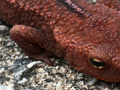 Paramesotriton hongkongensis