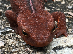 Paramesotriton hongkongensis