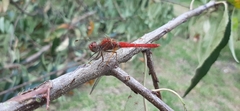Sympetrum gilvum