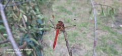 Sympetrum gilvum