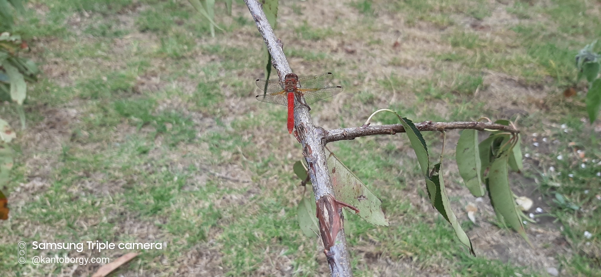 Sympetrum gilvum image