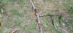 Sympetrum gilvum