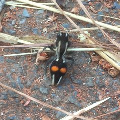 Hoplomutilla