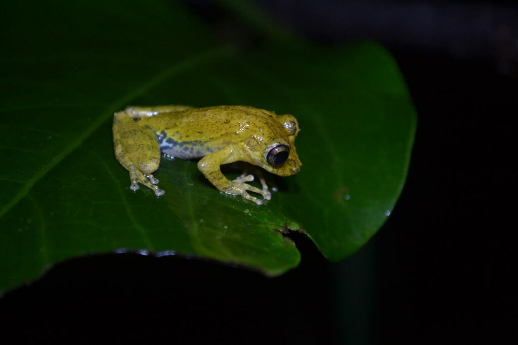 Three-Lined Snouted Treefrog