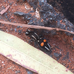 Hoplomutilla