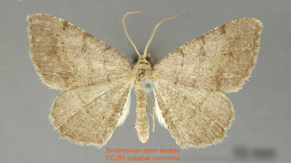 Semiothisa griseata