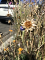 Centaurea cyanus