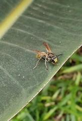 Polistes cinerascens