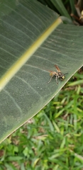Polistes cinerascens