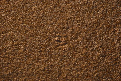 African Wolf