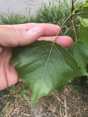 Populus nigra