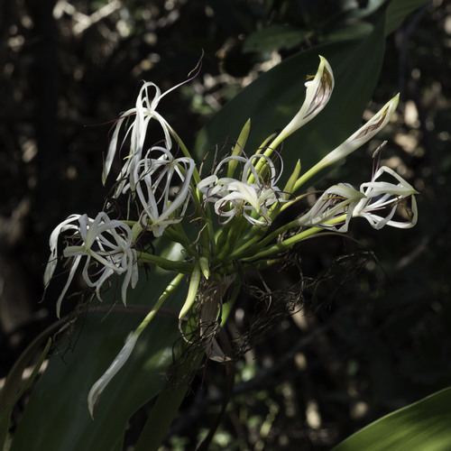 Foto de Açucena do brejo