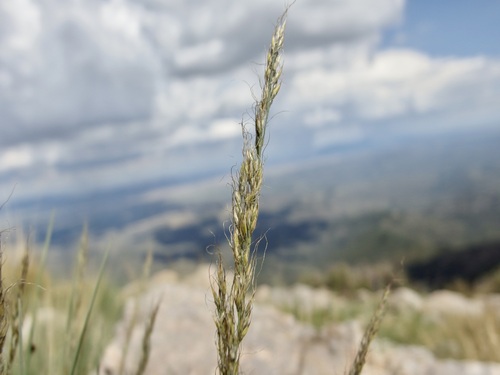Mountain muhly (Muhlenbergia montana)