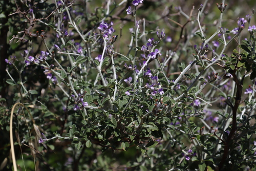 Image of Psoralea hirta by (c) Tony Rebelo, some rights reserved (CC BY-SA)