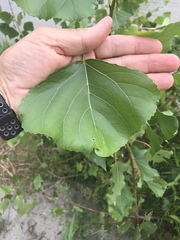 Populus nigra