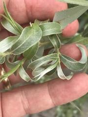 Salix alba