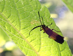 Calopteron reticulatum