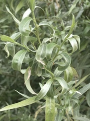 Salix alba