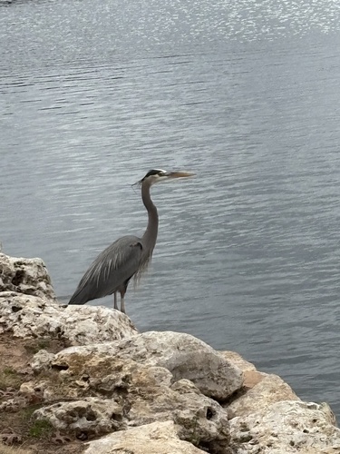 Great Blue Heron photographed in Oklahoma