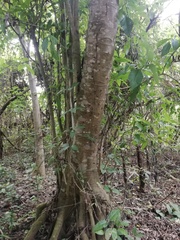 Bravaisia integerrima