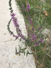 Lythrum salicaria
