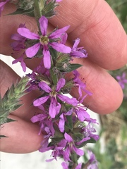 Lythrum salicaria