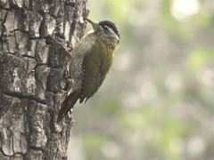 Picus xanthopygaeus