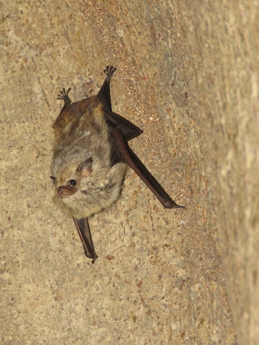 Saccopteryx canescens