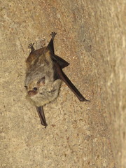 Frosted Sac-Winged Bat photo 2