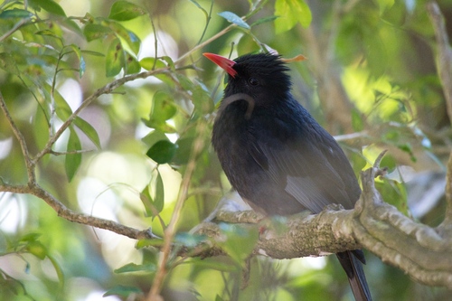 Black Bulbul (Hypsipetes leucocephalus), photo 9