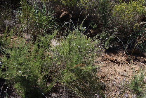 Image of Eriocephalus africanus by (c) Tony Rebelo, some rights reserved (CC BY-SA)