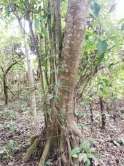 Bravaisia integerrima