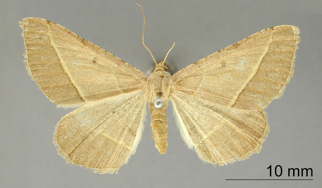 Semiothisa guadarana