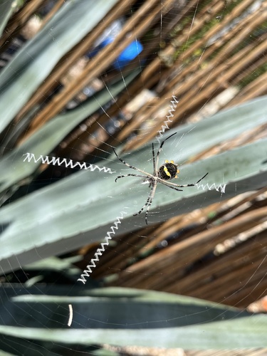 Araña plateada de jardín
