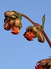 Hermannia diversistipula diversistipula