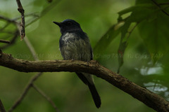 Cyornis hainanus