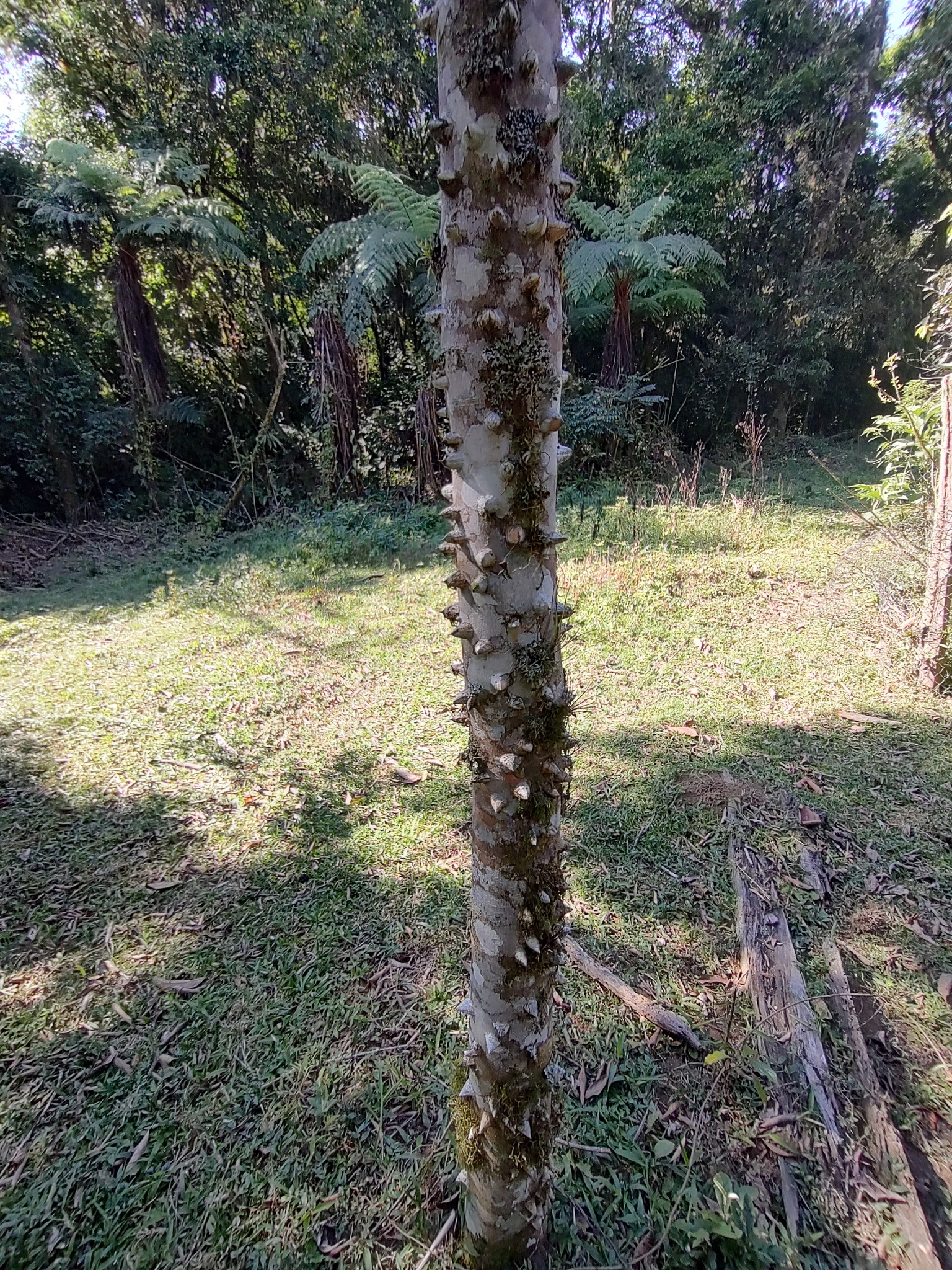 Imagem de Mamica-de-porca