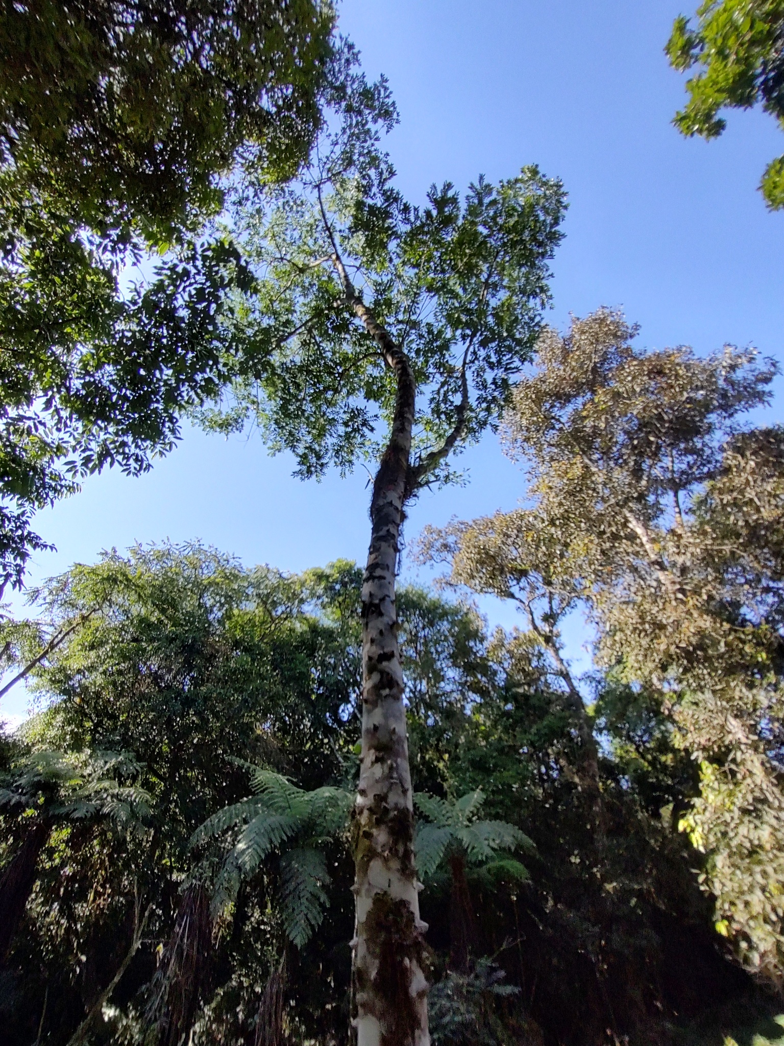 Imagem de Mamica-de-porca