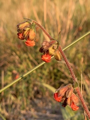 Hermannia diversistipula diversistipula