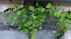 Adiantum capillus-veneris