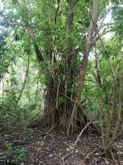 Bravaisia integerrima