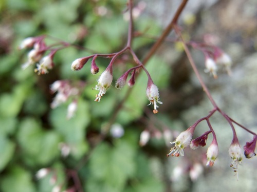 Image of Pink Alumroot (Heuchera rubescens) by (c) Sue Carnahan, some rights reserved (CC BY)